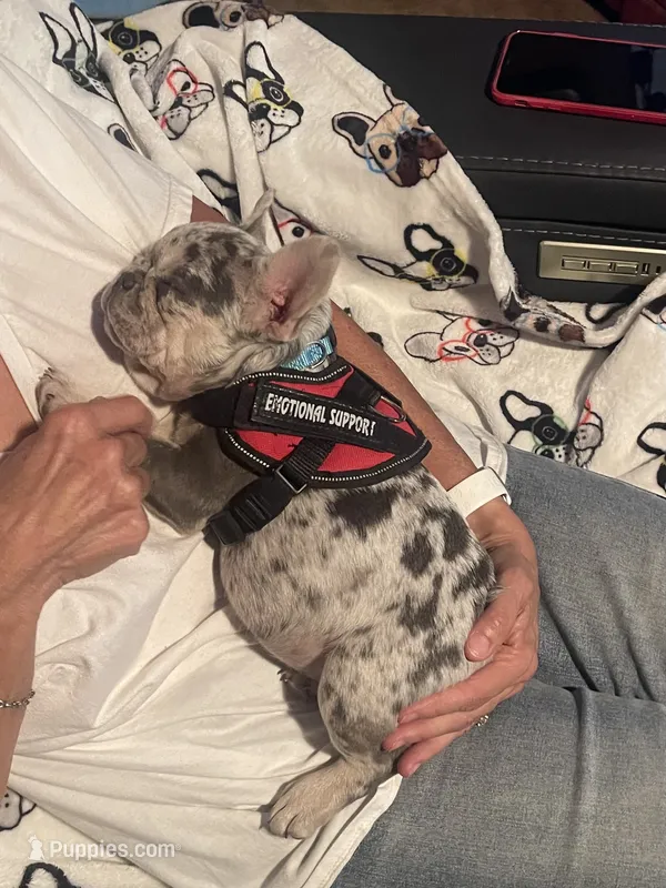 Josie – French Bulldog puppy for sale in Greensburg, KS