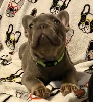 Gary Callahan, a male French Bulldog for sale in Greensburg, KS – 9 of 10