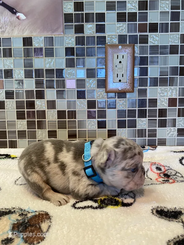 Josie – French Bulldog puppy for sale in Greensburg, KS