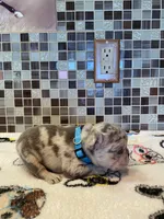 Josie, a female French Bulldog for sale in Greensburg, KS – 1 of 5
