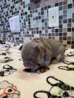 Ace, a male French Bulldog for sale in Greensburg, KS – 3 of 5