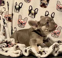 DEUCE, a male French Bulldog for sale in Greensburg, KS – 10 of 10