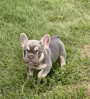 DICE-SOLD, a male French Bulldog for sale in Greensburg, KS – 1 of 10
