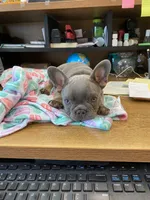 Gary Callahan, a male French Bulldog for sale in Greensburg, KS – 8 of 10