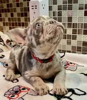 BAILEY, a female French Bulldog for sale in Greensburg, KS – 9 of 10