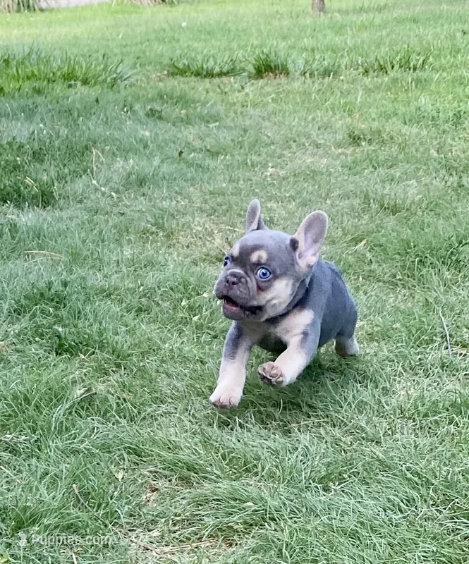 DICE – French Bulldog puppy for sale in Greensburg, KS