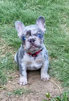 BAILEY, a female French Bulldog for sale in Greensburg, KS – 3 of 10