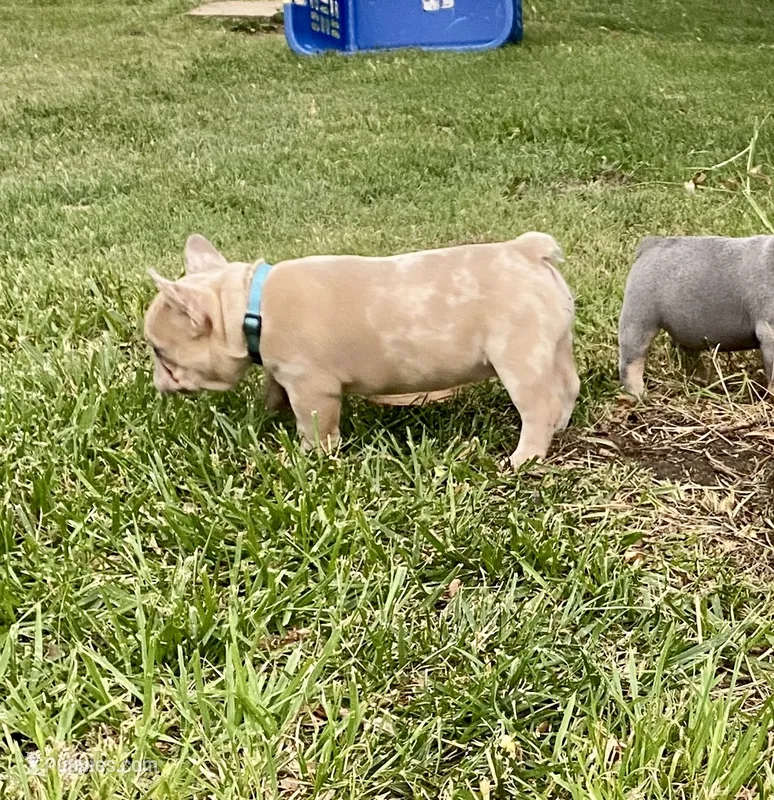 Bad B**ch Betty – French Bulldog puppy for sale in Greensburg, KS