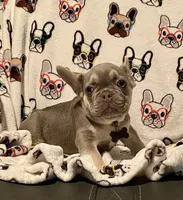 DEUCE, a male French Bulldog for sale in Greensburg, KS – 9 of 10