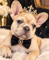 Bad B**ch Betty-Pending , a female French Bulldog for sale in Greensburg, KS – 1 of 8