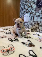 Bad B**ch Betty, a female French Bulldog for sale in Greensburg, KS – 2 of 5