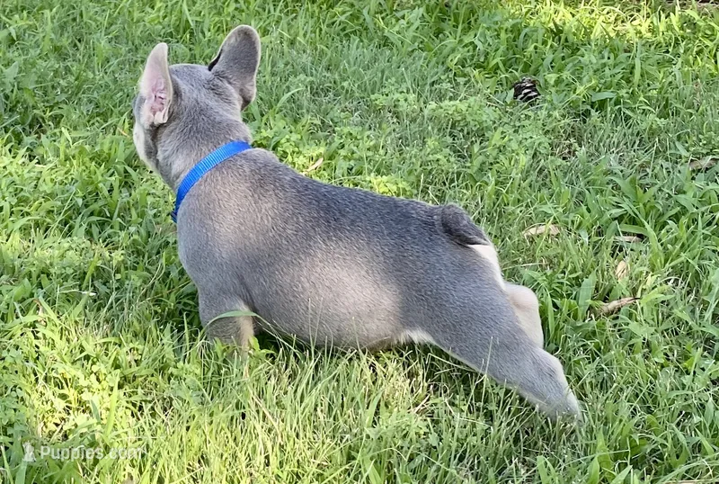 DICE – French Bulldog puppy for sale in Greensburg, KS