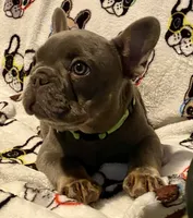 Gary Callahan, a male French Bulldog for sale in Greensburg, KS – 10 of 10