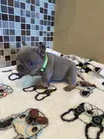 Gary Callahan, a male French Bulldog for sale in Greensburg, KS – 5 of 6