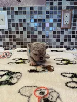 Josie, a female French Bulldog for sale in Greensburg, KS – 2 of 5