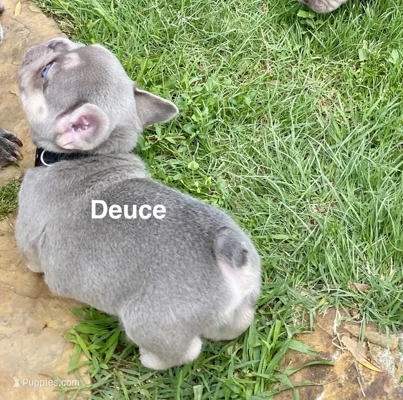 DEUCE – French Bulldog puppy for sale in Greensburg, KS