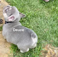 DEUCE, a male French Bulldog for sale in Greensburg, KS – 3 of 10