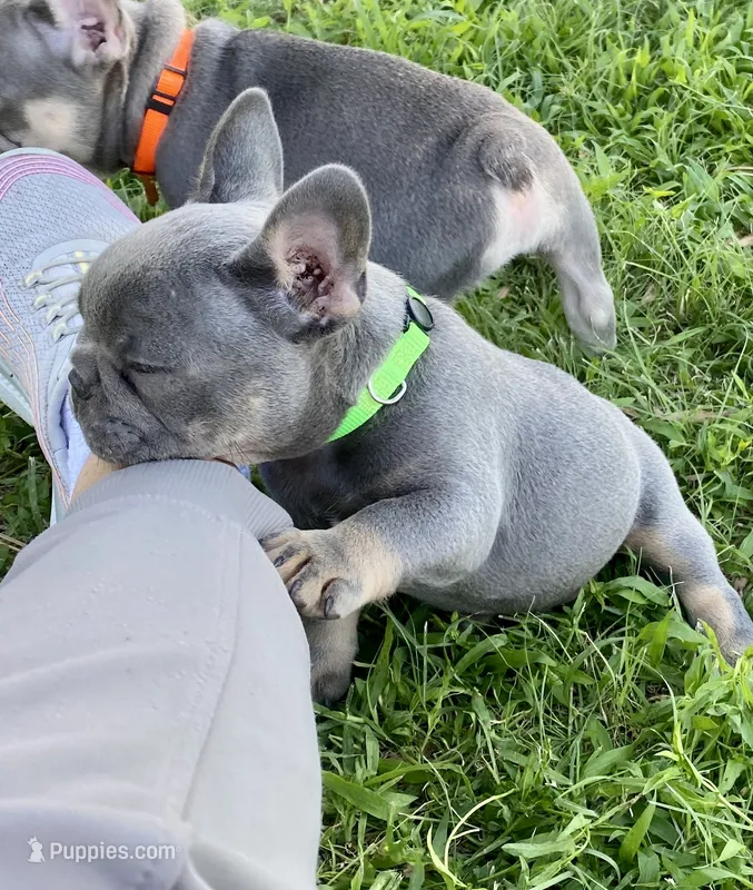 Gary Callahan – French Bulldog puppy for sale in Greensburg, KS