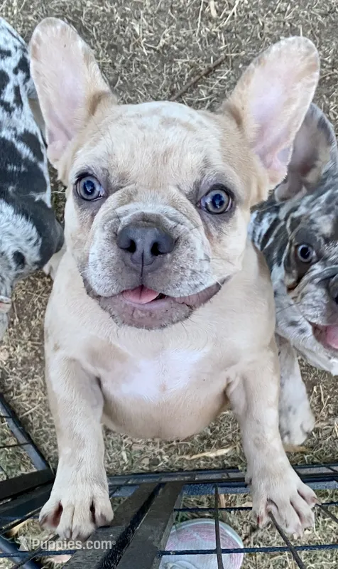 Bad B**ch Betty – French Bulldog puppy for sale in Greensburg, KS
