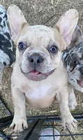 Bad B**ch Betty, a female French Bulldog for sale in Greensburg, KS – 2 of 9