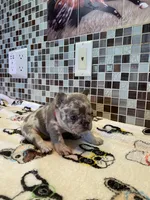 BAILEY, a female French Bulldog for sale in Greensburg, KS – 3 of 5