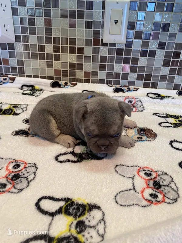 Ace – French Bulldog puppy for sale in Greensburg, KS