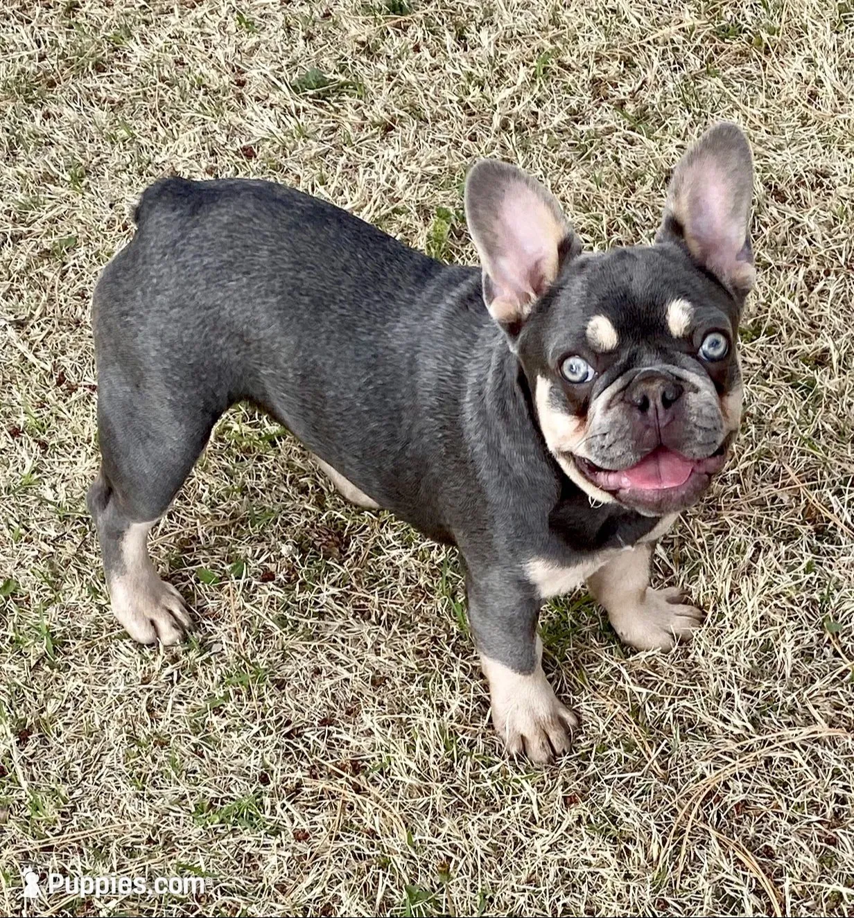 Charlie, a female French Bulldog for sale in Greensburg, KS – 9 of 10