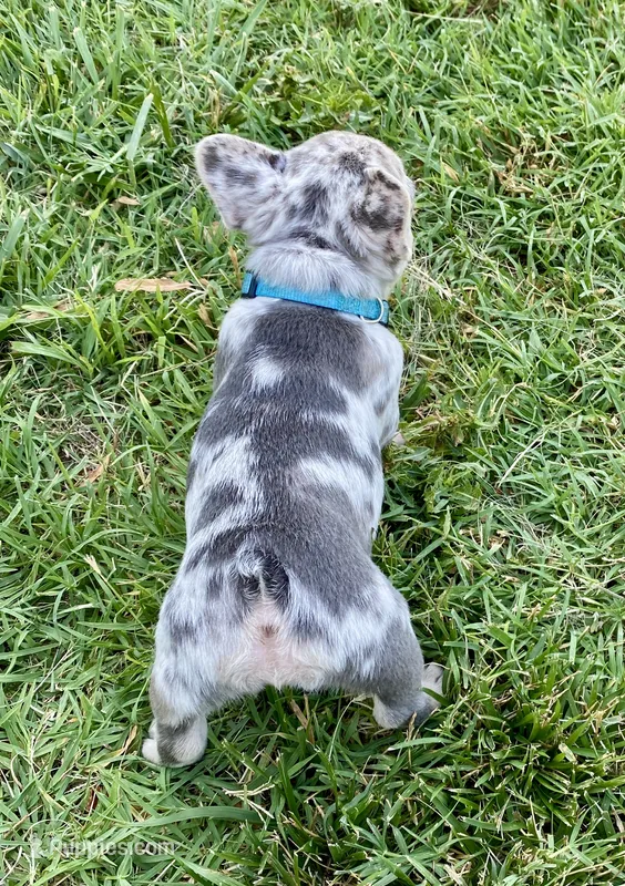 Josie – French Bulldog puppy for sale in Greensburg, KS