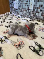 Bugsy, a male French Bulldog for sale in Greensburg, KS – 2 of 7