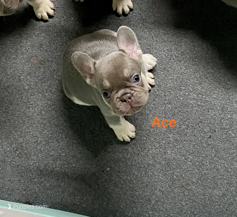 Ace – French Bulldog puppy for sale in Greensburg, KS