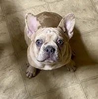 Bad B**ch Betty-Pending , a female French Bulldog for sale in Greensburg, KS – 8 of 8