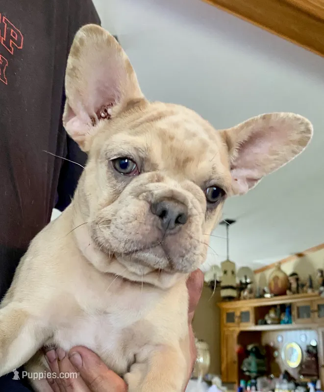 Bad B**ch Betty – French Bulldog puppy for sale in Greensburg, KS
