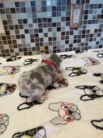 Bugsy, a male French Bulldog for sale in Greensburg, KS – 5 of 7