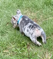 Josie, a female French Bulldog for sale in Greensburg, KS – 7 of 10