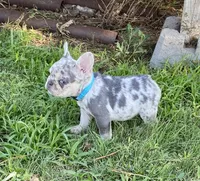 Josie, a female French Bulldog for sale in Greensburg, KS – 3 of 10