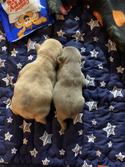 Bad B**ch Betty, a female French Bulldog for sale in Greensburg, KS – 5 of 5