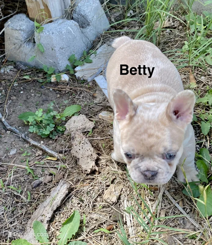 Bad B**ch Betty – French Bulldog puppy for sale in Greensburg, KS