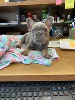 Gary Callahan, a male French Bulldog for sale in Greensburg, KS – 7 of 10