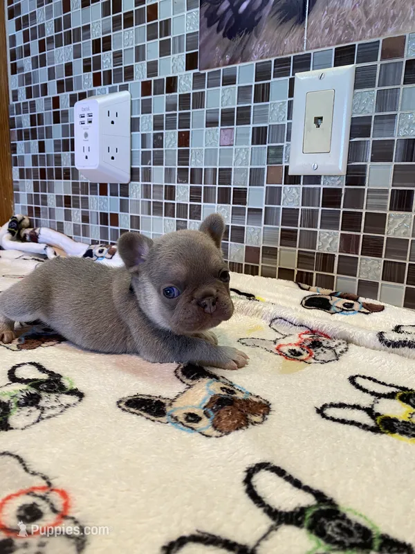 DEUCE – French Bulldog puppy for sale in Greensburg, KS