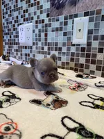 DEUCE, a male French Bulldog for sale in Greensburg, KS – 1 of 5