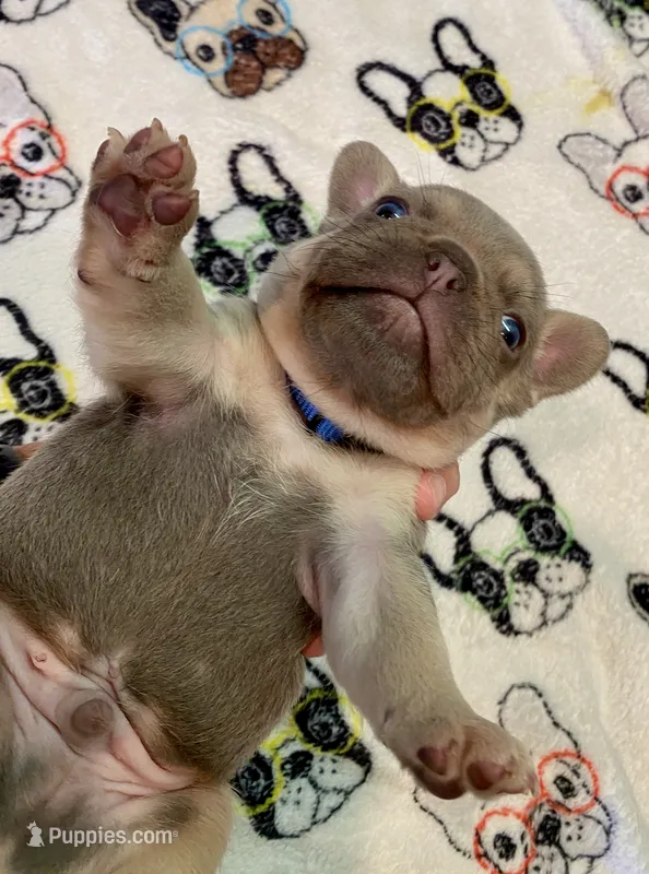 DICE – French Bulldog puppy for sale in Greensburg, KS