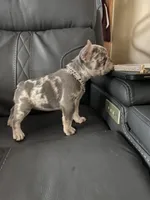 BAILEY, a female French Bulldog for sale in Greensburg, KS – 5 of 10