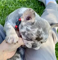 BAILEY, a female French Bulldog for sale in Greensburg, KS – 8 of 10