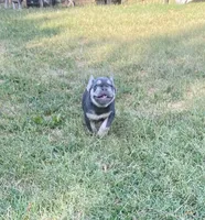 Charlie, a female French Bulldog for sale in Greensburg, KS – 8 of 9