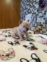 Bad B**ch Betty, a female French Bulldog for sale in Greensburg, KS – 3 of 5