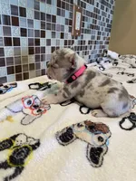 Belle, a female French Bulldog for sale in Greensburg, KS – 3 of 6