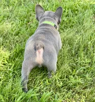 Gary Callahan, a male French Bulldog for sale in Greensburg, KS – 3 of 10