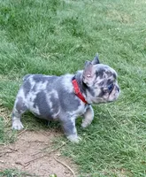 BAILEY, a female French Bulldog for sale in Greensburg, KS – 4 of 10
