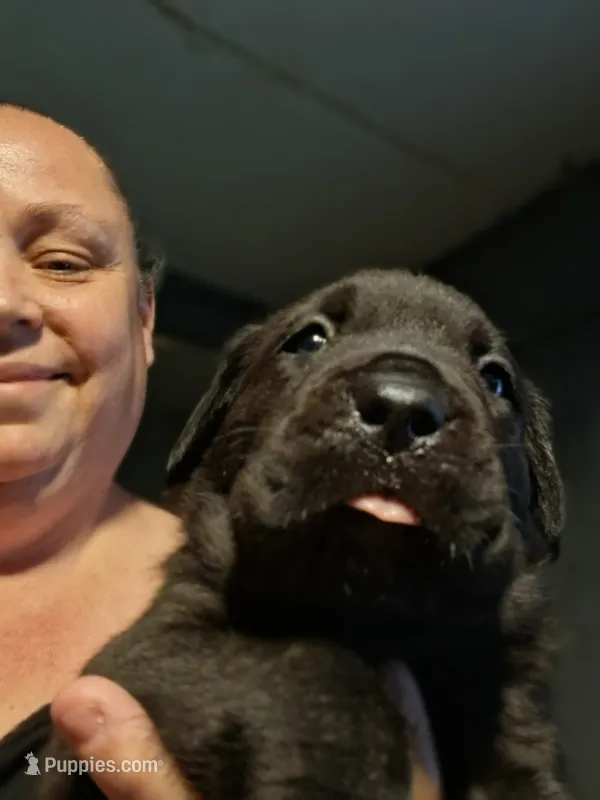 Spunky, a female Cane Corso for sale in Cleveland, OH – 1 of 2