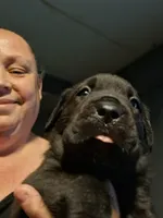 Spunky, a female Cane Corso for sale in Cleveland, OH – 1 of 2